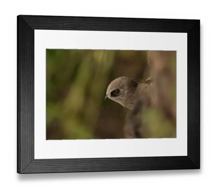 Framed Print : Great Dusky Swift (Cypseloides senex) adult, looking out of roost site beside waterfall, Parque Nacional Iguazu, Misiones, Argentina, november Framed Print : Great Dusky Swift (Cypseloides senex) adult, looking out of roost site beside waterfall, Parque Nacional Iguazu, Misiones, Argentina, november