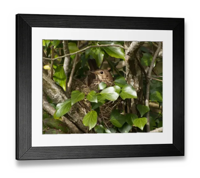 Framed Print : Song Thrush (Turdus philomelos) adult, sitting on nest in tree amongst Common Ivy (Hedera helix), Devon, England Framed Print : Song Thrush (Turdus philomelos) adult, sitting on nest in tree amongst Common Ivy (Hedera helix), Devon, England