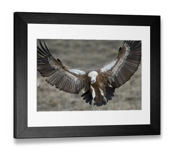 Framed Print : Eurasian Griffon Vulture (Gyps fulvus) adult, in flight, landing, Pyrenees, Catalonia, Spain, november