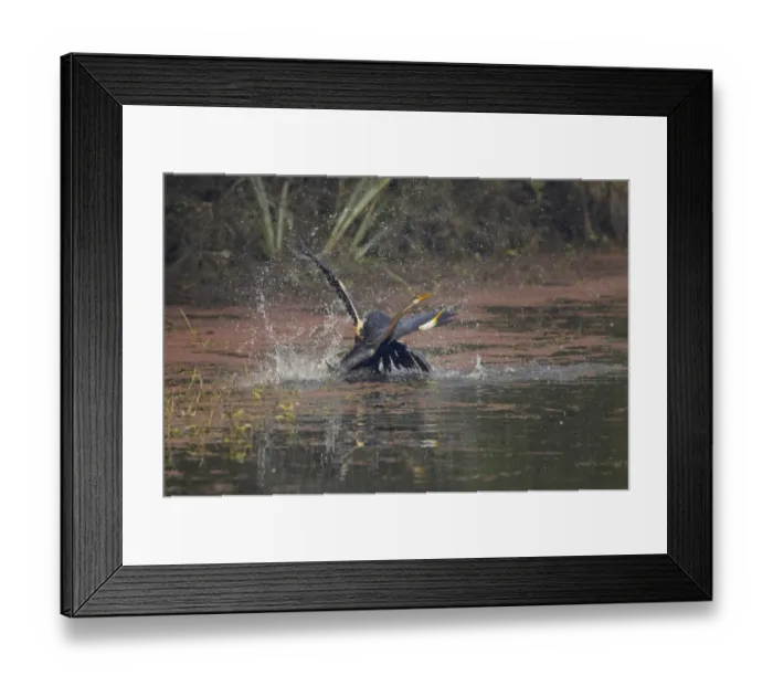Framed Print : Oriental Darter (Anhinga melanogaster) two adults, fighting in water, Keoladeo Ghana N. P. (Bharatpur), Rajasthan, India