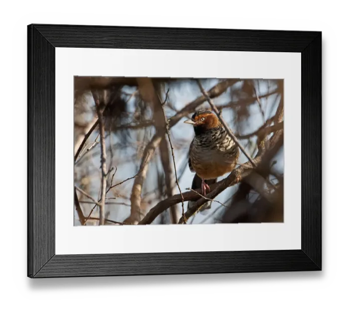 Framed Print : Spotted Laughingthrush (Ianthocincla ocellata ocellata) adult, perched on branch, Eaglenest Wildlife Sanctuary, Arunachal Pradesh, India, january