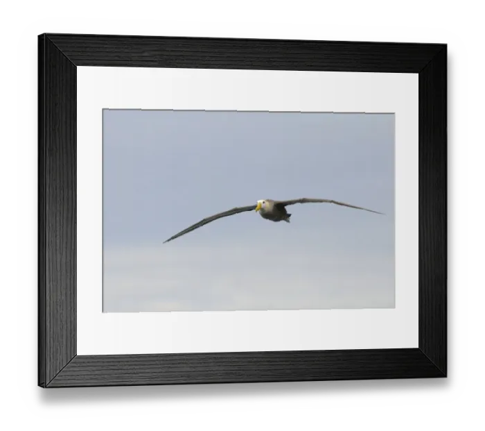 Framed Print : Waved Albatross (Diomedea irrorata) adult, in flight, Galapagos Islands Framed Print : Waved Albatross (Diomedea irrorata) adult, in flight, Galapagos Islands