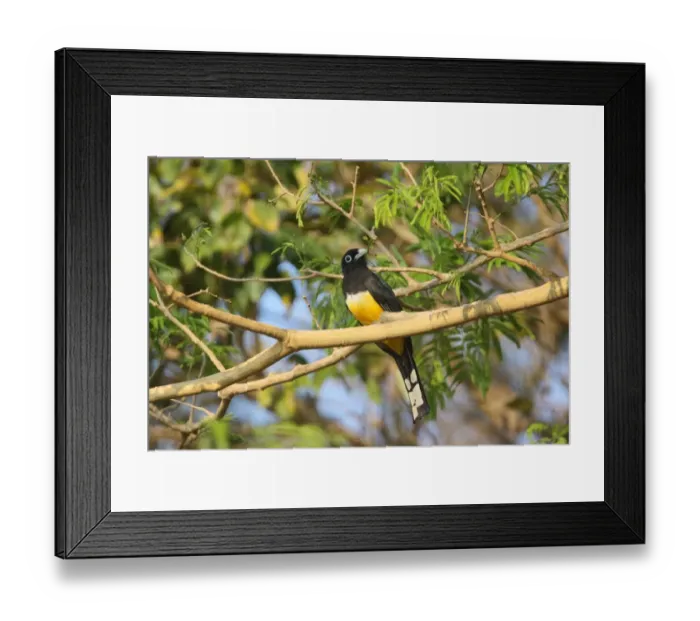 Framed Print : Black-headed Trogon (Trogon melanocephalus) adult male, perched on branch in tree, Costa Rica, february Framed Print : Black-headed Trogon (Trogon melanocephalus) adult male, perched on branch in tree, Costa Rica, february