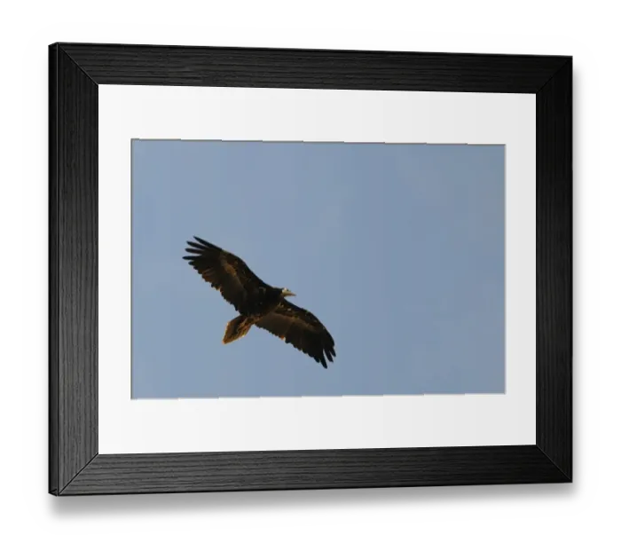 Framed Print : Egyptian Vulture (Neophron percnopterus) juvenile, in flight, Socotra, Yemen, march Framed Print : Egyptian Vulture (Neophron percnopterus) juvenile, in flight, Socotra, Yemen, march