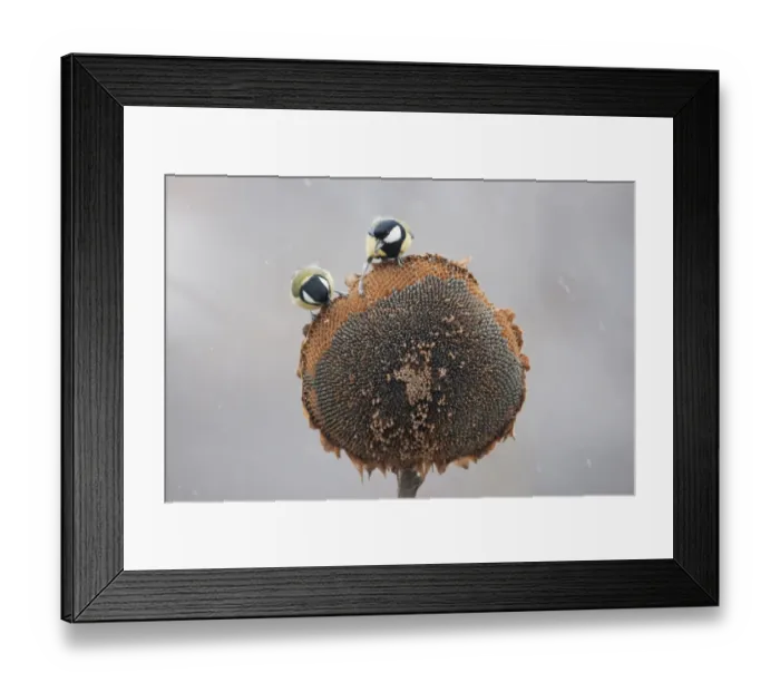 Framed Print : Great Tit (Parus major) two adults, feeding on Sunflower (Helianthus annuus) seeds, perched on seedhead during snowfall, Bulgaria, january Framed Print : Great Tit (Parus major) two adults, feeding on Sunflower (Helianthus annuus) seeds, perched on seedhead during snowfall, Bulgaria, january