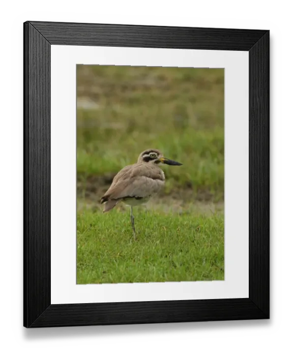 Framed Print : Great Thick-knee (Esacus recurvirostris) adult, standing on one leg in grass, Bundala N. P. Sri Lanka, december Framed Print : Great Thick-knee (Esacus recurvirostris) adult, standing on one leg in grass, Bundala N. P. Sri Lanka, december