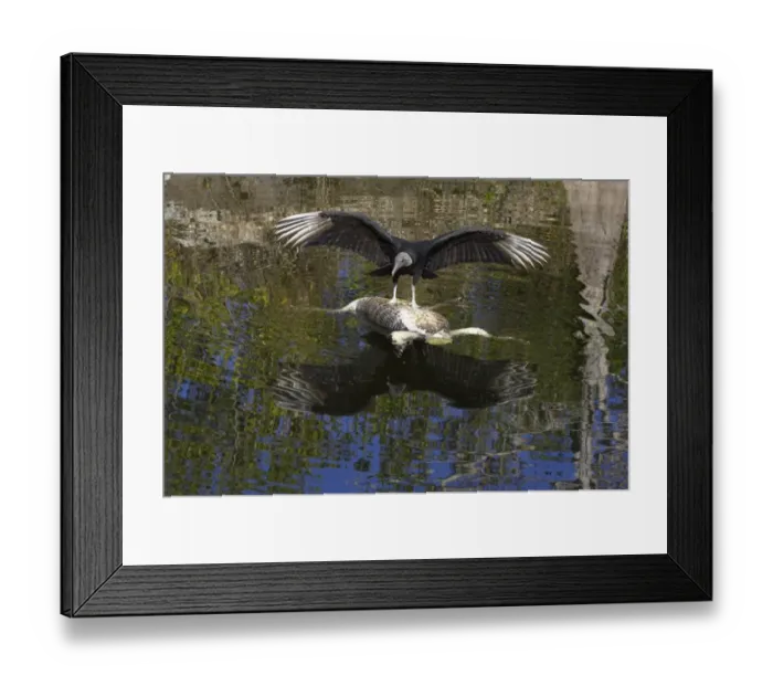 Framed Print : American Black Vulture (Coragyps atratus) adult, feeding on American Alligator (Alligator mississipiensis) carcass floating in water, Everglades N. P. Florida, U. S. A Framed Print : American Black Vulture (Coragyps atratus) adult, feeding on American Alligator (Alligator mississipiensis) carcass floating in water, Everglades N. P. Florida, U. S. A