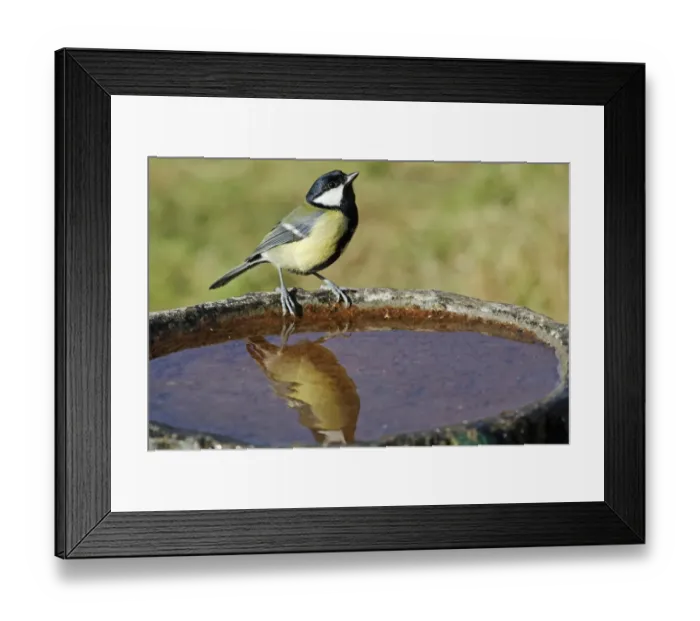 Framed Print : Great Tit (Parus major) adult, perched at birdbath in garden, Midlands, England, october Framed Print : Great Tit (Parus major) adult, perched at birdbath in garden, Midlands, England, october