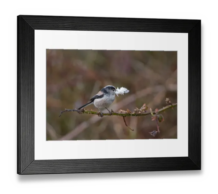 Framed Print : Long-tailed Tit (Aegithalos caudatus) adult, with feather in beak, collecting material for lining nest, Suffolk, England, march Framed Print : Long-tailed Tit (Aegithalos caudatus) adult, with feather in beak, collecting material for lining nest, Suffolk, England, march