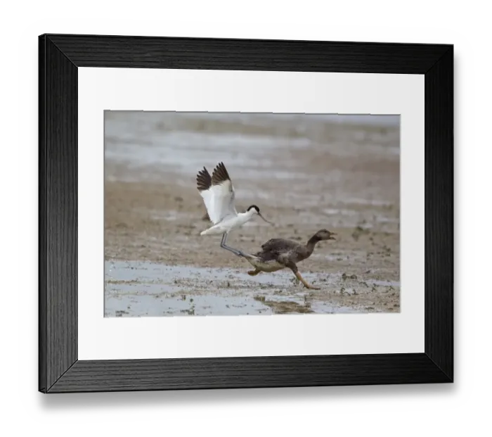 Framed Print : Eurasian Avocet (Recurvirostra avocetta) adult, in flight, attacking Greylag Goose (Anser anser) gosling, Minsmere RSPB Reserve, Suffolk, England, june Framed Print : Eurasian Avocet (Recurvirostra avocetta) adult, in flight, attacking Greylag Goose (Anser anser) gosling, Minsmere RSPB Reserve, Suffolk, England, june