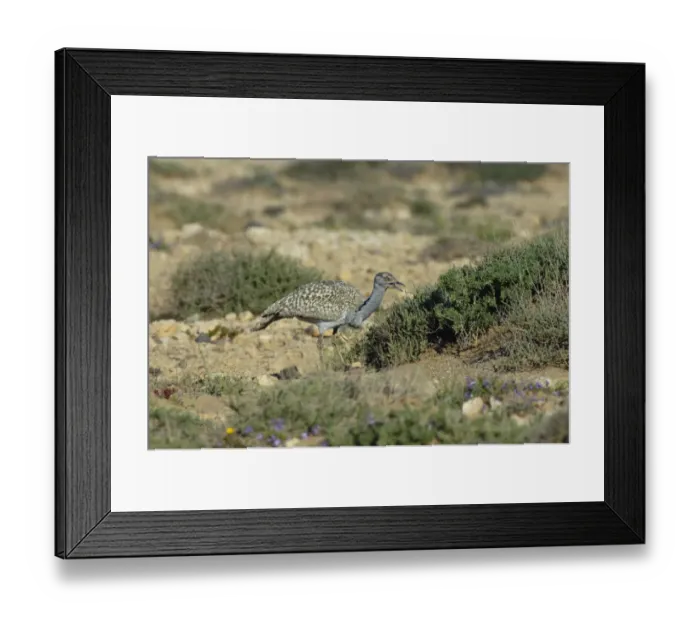 Framed Print : Canarian Houbara Bustard (Chlamydotis undulata fuertaventurae) adult, feeding, Fuerteventura, Canary Islands, march Framed Print : Canarian Houbara Bustard (Chlamydotis undulata fuertaventurae) adult, feeding, Fuerteventura, Canary Islands, march