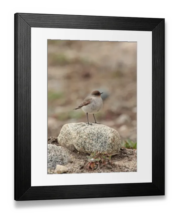 Framed Print : Dark-faced Ground-tyrant (Muscisaxicola macloviana) adult, standing on rock, Rio Hermoso, Neuquen, Argentina, october Framed Print : Dark-faced Ground-tyrant (Muscisaxicola macloviana) adult, standing on rock, Rio Hermoso, Neuquen, Argentina, october