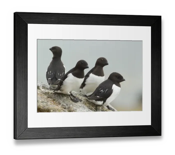 Framed Print : Little Auk (Alle alle) four adults, summer plumage, standing on rock, Svalbard, july Framed Print : Little Auk (Alle alle) four adults, summer plumage, standing on rock, Svalbard, july