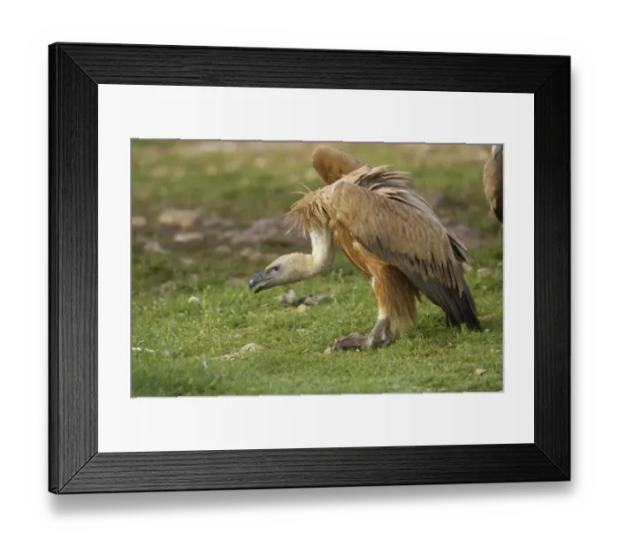 Framed Print : Eurasian Griffon Vulture (Gyps fulvus) adult, feeding, Segovia, Castile and Leon, Spain Framed Print : Eurasian Griffon Vulture (Gyps fulvus) adult, feeding, Segovia, Castile and Leon, Spain