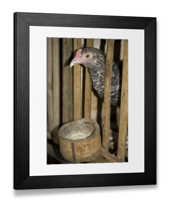 Framed Print : Domestic Chicken, hen, in bamboo coop with bamboo feeder, Palawan, Philippines, march Framed Print : Domestic Chicken, hen, in bamboo coop with bamboo feeder, Palawan, Philippines, march
