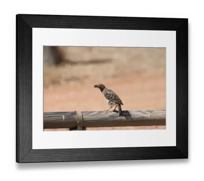 Framed Print : Spotted Bowerbird (Ptilonorhynchus maculatus) adult, with food in beak, perched on wooden railing, Queensland, Australia Framed Print : Spotted Bowerbird (Ptilonorhynchus maculatus) adult, with food in beak, perched on wooden railing, Queensland, Australia