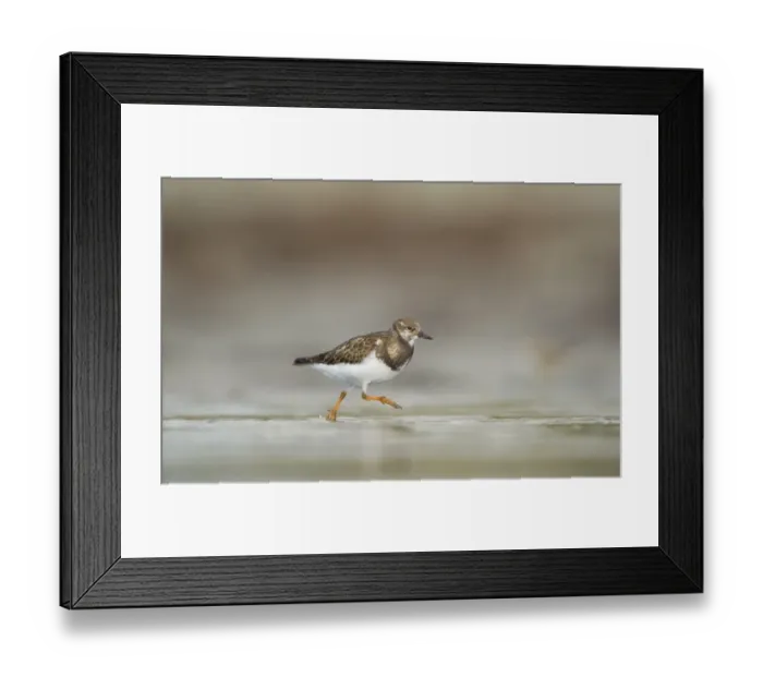 Framed Print : Ruddy Turnstone (Arenaria interpres) immature, running in shallow water on beach, Shetland Islands, Scotland, september Framed Print : Ruddy Turnstone (Arenaria interpres) immature, running in shallow water on beach, Shetland Islands, Scotland, september
