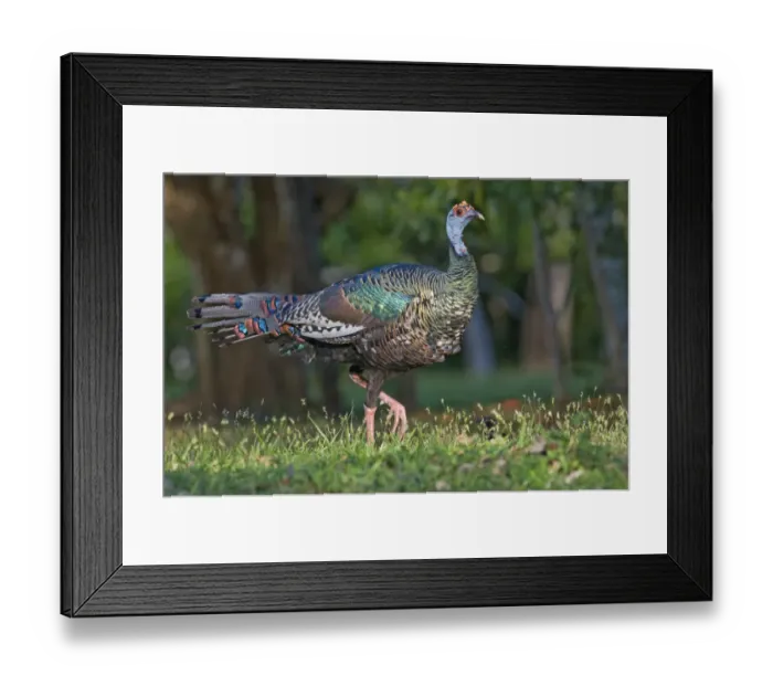 Framed Print : Ocellated Turkey (Agriocharis ocellata) adult, walking, Tikal N. P. Peten, Guatemala Framed Print : Ocellated Turkey (Agriocharis ocellata) adult, walking, Tikal N. P. Peten, Guatemala