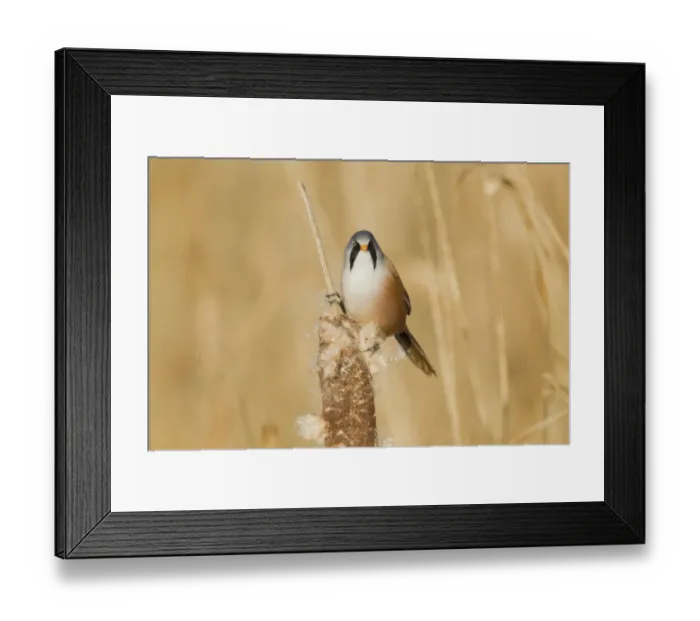 Framed Print : Bearded Tit (Panurus biarmicus) adult male, feeding on Reedmace (Typha sp. ) seeds in reedbed, Rainham Marshes RSPB Reserve, Thames Estuary, Essex, England, january Framed Print : Bearded Tit (Panurus biarmicus) adult male, feeding on Reedmace (Typha sp. ) seeds in reedbed, Rainham Marshes RSPB Reserve, Thames Estuary, Essex, England, january