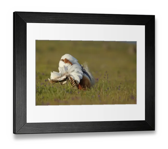 Framed Print : Great Bustard (Otis tarda) adult male, displaying, in full foam bath display, Extremadura, Spain, april