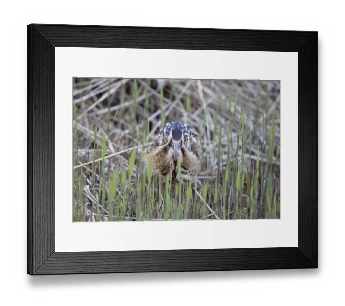 Framed Print : Great Bittern (Botaurus stellaris) adult male, feeding, with Three-spined Stickleback (Gasterosteus aculeatus) prey in beak, Minsmere RSPB Reserve, Suffolk, England, april Framed Print : Great Bittern (Botaurus stellaris) adult male, feeding, with Three-spined Stickleback (Gasterosteus aculeatus) prey in beak, Minsmere RSPB Reserve, Suffolk, England, april