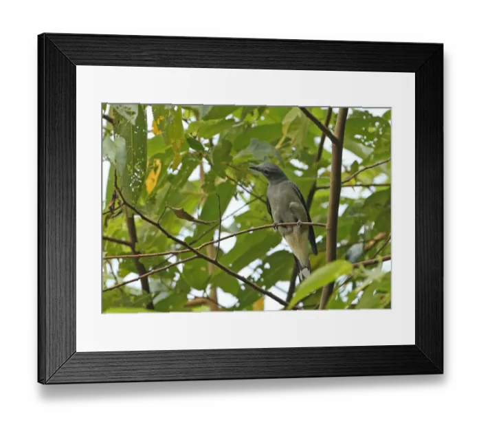 Framed Print : Black-winged Cuckoo-shrike (Coracina melaschistos avensis) adult male, perched on twig, Kaeng Krachan N. P. Thailand, february Framed Print : Black-winged Cuckoo-shrike (Coracina melaschistos avensis) adult male, perched on twig, Kaeng Krachan N. P. Thailand, february