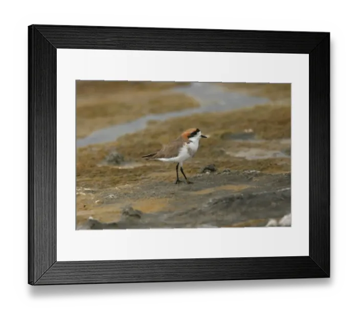 Framed Print : Puna Plover (Charadrius alticola) adult, standing on rock, Lauca N. P. Northern Chile, november