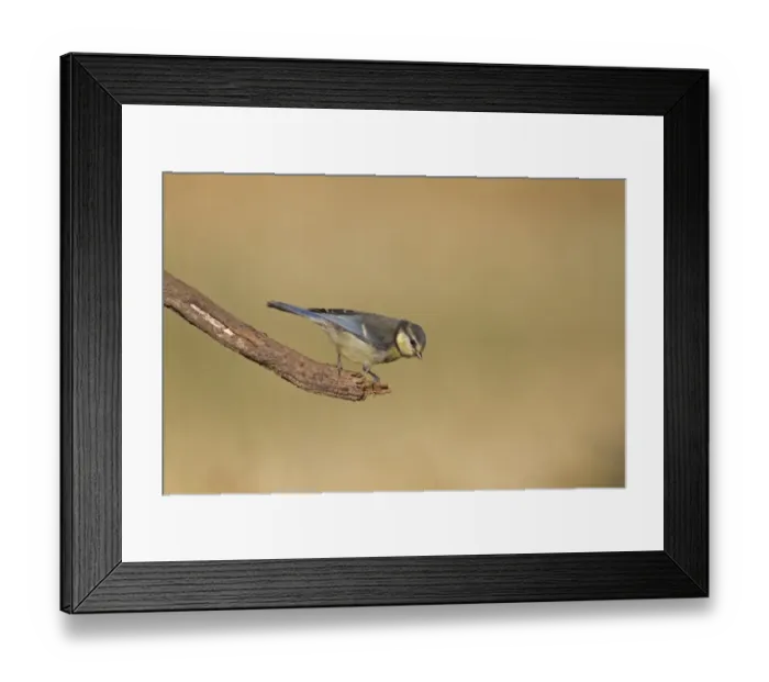 Framed Print : Blue Tit (Parus caeruleus) juvenile, perched on twig, Northern Spain, july Framed Print : Blue Tit (Parus caeruleus) juvenile, perched on twig, Northern Spain, july