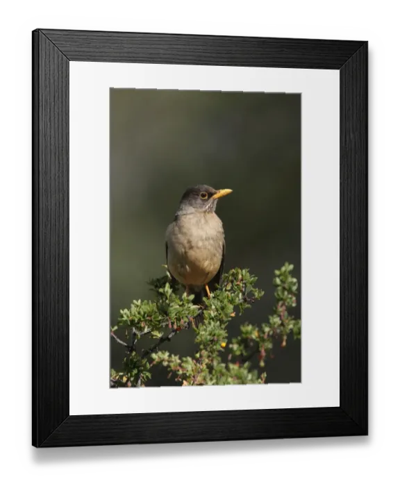 Framed Print : Austral Thrush (Turdus falcklandii magellanicus) adult, perched in bush, El Chalten, Santa Cruz, Argentina, november Framed Print : Austral Thrush (Turdus falcklandii magellanicus) adult, perched in bush, El Chalten, Santa Cruz, Argentina, november