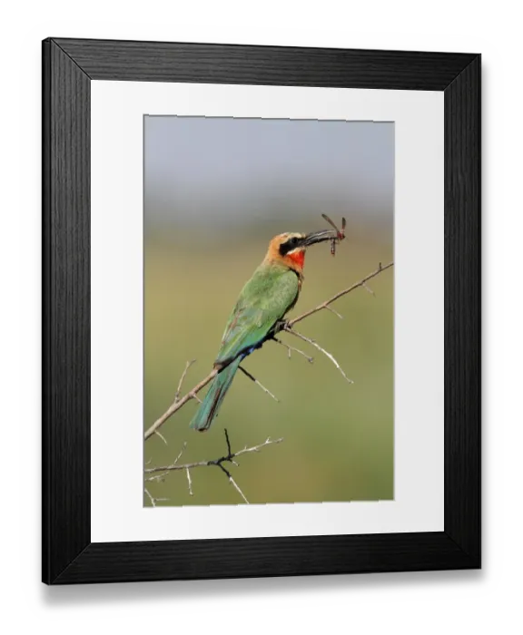 Framed Print : White-fronted Bee-eater (Merops bullockoides) adult, with ichneumon wasp in beak, perched on twig, Okavango Delta, Botswana