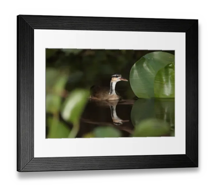 Framed Print : Sungrebe (Heliornis fulica) adult male, swimming amongst leaves, Cuiaba River, Transpantaneira, Mato Grosso, Brazil, september Framed Print : Sungrebe (Heliornis fulica) adult male, swimming amongst leaves, Cuiaba River, Transpantaneira, Mato Grosso, Brazil, september