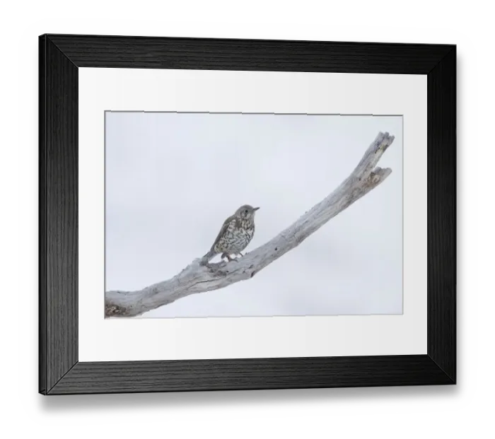 Framed Print : Mistle Thrush (Turdus viscivorus) adult, perched on dead branch in snow, Bulgaria, january Framed Print : Mistle Thrush (Turdus viscivorus) adult, perched on dead branch in snow, Bulgaria, january