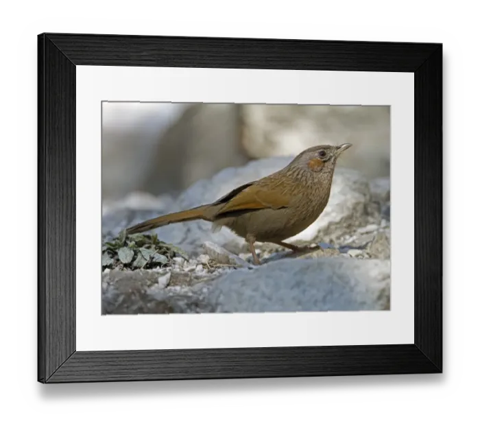 Framed Print : Streaked Laughingthrush (Garrulax lineatus lineatus) adult, standing on ground, Northern India, january Framed Print : Streaked Laughingthrush (Garrulax lineatus lineatus) adult, standing on ground, Northern India, january