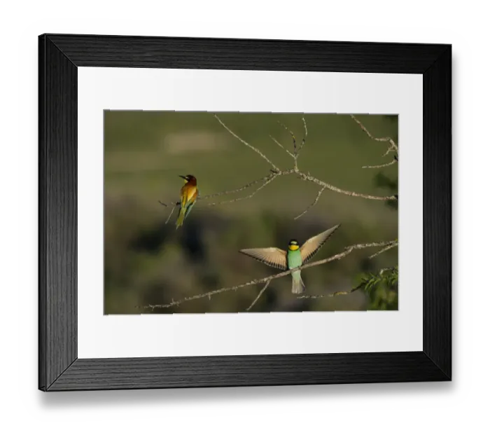 Framed Print : European Bee-eater (Merops apiaster) two adults, perched on twigs in steppe, Spain, may
