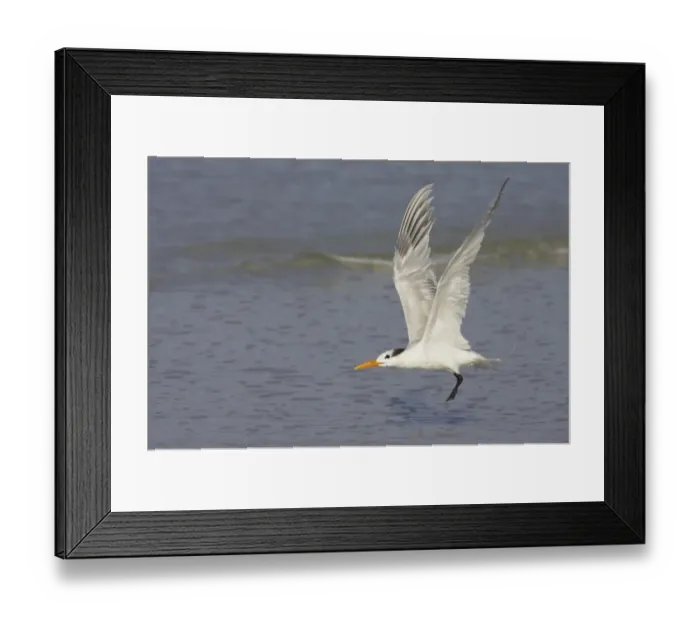 Framed Print : Royal Tern (Sterna maxima) adult, winter plumage, in flight, taking off from shore, Fort Myers Beach, Florida, U. S. A Framed Print : Royal Tern (Sterna maxima) adult, winter plumage, in flight, taking off from shore, Fort Myers Beach, Florida, U. S. A
