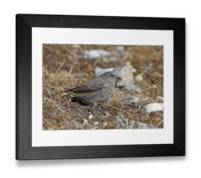Framed Print : Black-headed Mountain-finch (Leucosticte brandti haematopygia) adult, feeding on desiccated vegetation, Sela Pass, Arunachal Pradesh, India, january Framed Print : Black-headed Mountain-finch (Leucosticte brandti haematopygia) adult, feeding on desiccated vegetation, Sela Pass, Arunachal Pradesh, India, january