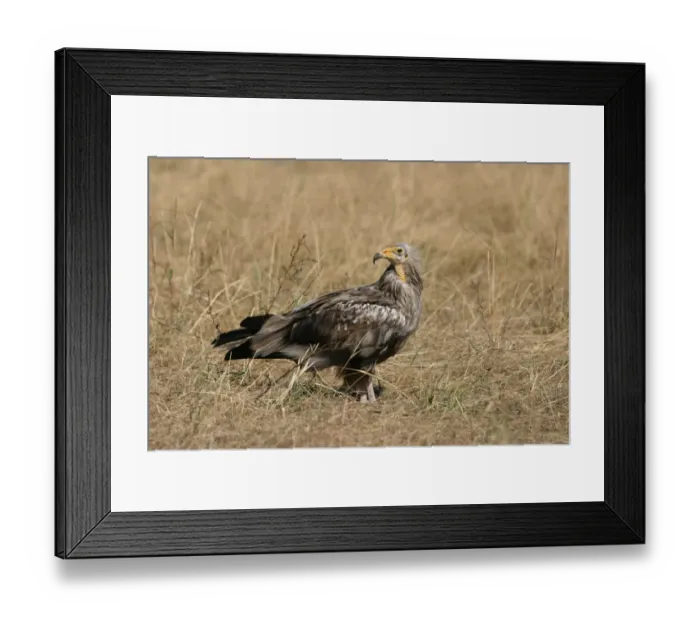 Framed Print : Egyptian Vulture (Neophron percnopterus) immature, standing in grass, Kenya Framed Print : Egyptian Vulture (Neophron percnopterus) immature, standing in grass, Kenya
