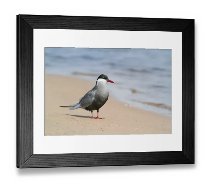 Framed Print : Whiskered Tern (Chlidonias hybridus) adult, breeding plumage, standing on sandy riverbank, Chobe N. P. Botswana Framed Print : Whiskered Tern (Chlidonias hybridus) adult, breeding plumage, standing on sandy riverbank, Chobe N. P. Botswana