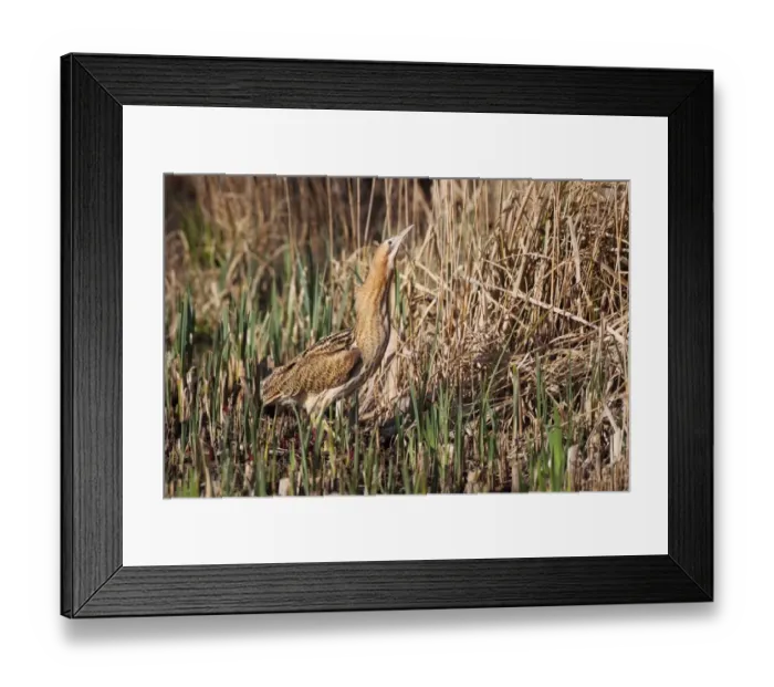 Framed Print : Great Bittern (Botaurus stellaris) adult, standing in reedbed, Minsmere RSPB Reserve, Suffolk, England, april Framed Print : Great Bittern (Botaurus stellaris) adult, standing in reedbed, Minsmere RSPB Reserve, Suffolk, England, april