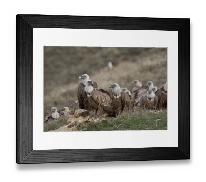Framed Print : Eurasian Griffon Vulture (Gyps fulvus) flock, standing on hillside, Pyrenees, Catalonia, Spain, november Framed Print : Eurasian Griffon Vulture (Gyps fulvus) flock, standing on hillside, Pyrenees, Catalonia, Spain, november