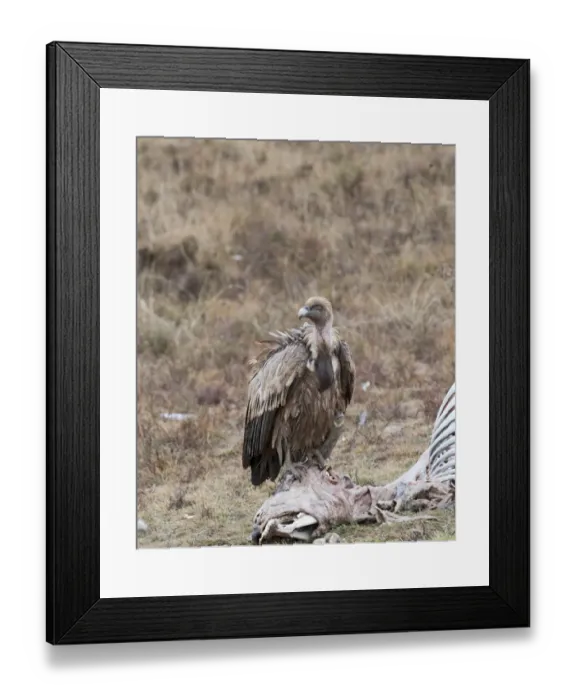 Framed Print : Eurasian Griffon Vulture (Gyps fulvus) adult, feeding on carrion, Spain, january Framed Print : Eurasian Griffon Vulture (Gyps fulvus) adult, feeding on carrion, Spain, january