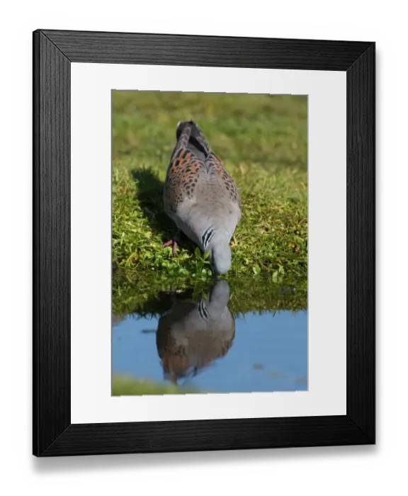 Framed Print : Eurasian Turtle-dove (Streptopelia turtur) adult, drinking from pond, Norfolk, England, june Framed Print : Eurasian Turtle-dove (Streptopelia turtur) adult, drinking from pond, Norfolk, England, june