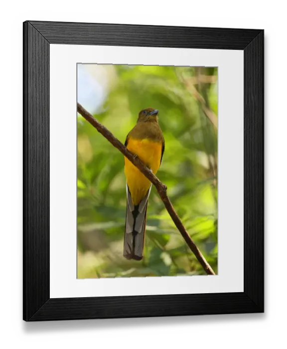 Framed Print : Orange-breasted Trogon (Harpactes oreskios stellae) adult female, perched on branch, Kaeng Krachan N. P. Thailand, february Framed Print : Orange-breasted Trogon (Harpactes oreskios stellae) adult female, perched on branch, Kaeng Krachan N. P. Thailand, february