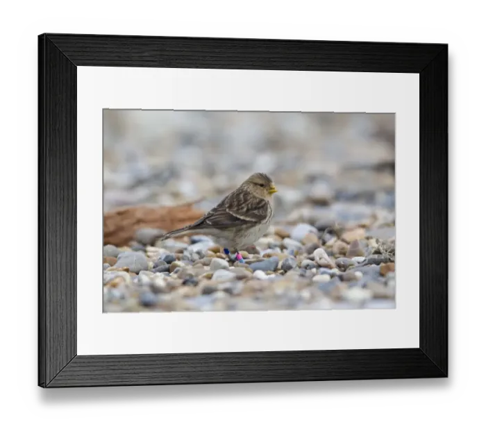 Framed Print : Twite (Acanthis flavirostris) adult, with colour leg rings, standing on shingle beach, Suffolk, England, march Framed Print : Twite (Acanthis flavirostris) adult, with colour leg rings, standing on shingle beach, Suffolk, England, march