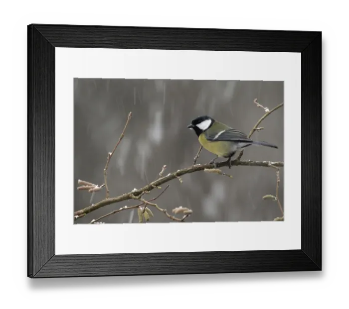 Framed Print : Great Tit (Parus major) adult, perched on twig during snowfall, Staffordshire, England, february Framed Print : Great Tit (Parus major) adult, perched on twig during snowfall, Staffordshire, England, february