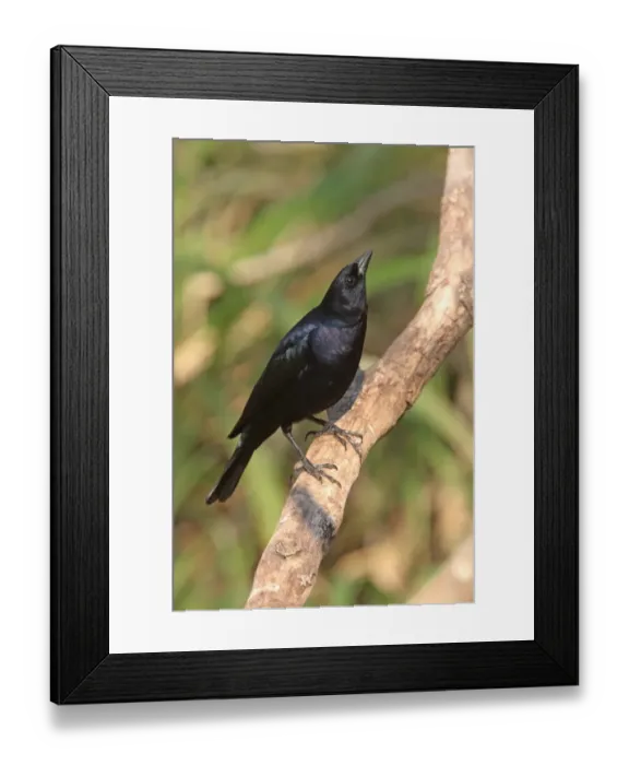 Framed Print : Shiny Cowbird (Molothrus bonariensis) adult male, displaying, perched on branch, Costanera Sur Nature Reserve, Buenos Aires Province, Argentina, august