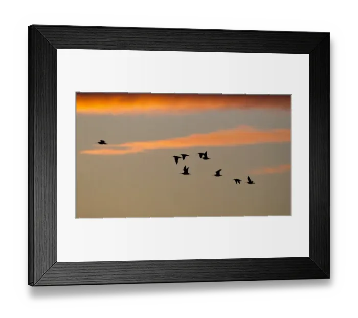 Framed Print : Eurasian Curlew (Numenius arquata) flock, in flight, silhouetted at sunrise, Caerlaverock, Dumfries, Scotland, november