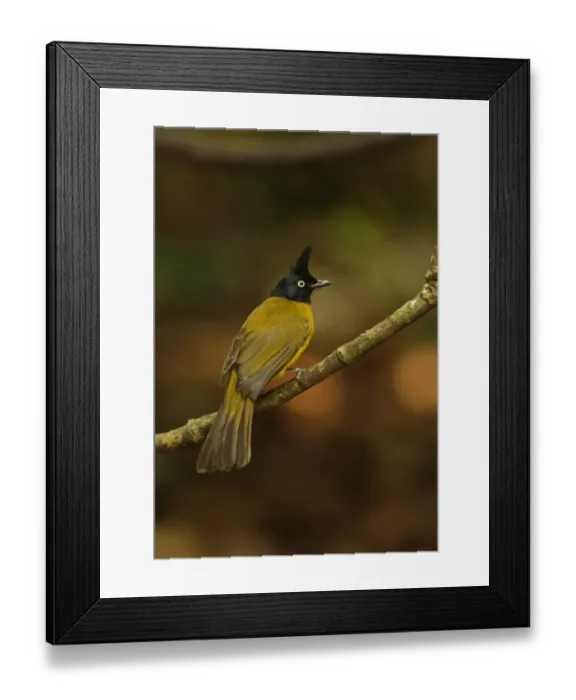 Framed Print : Black-crested Bulbul (Pycnonotus melanicterus) adult, perched on branch, Kaeng Krachan N. P. Thailand, november Framed Print : Black-crested Bulbul (Pycnonotus melanicterus) adult, perched on branch, Kaeng Krachan N. P. Thailand, november