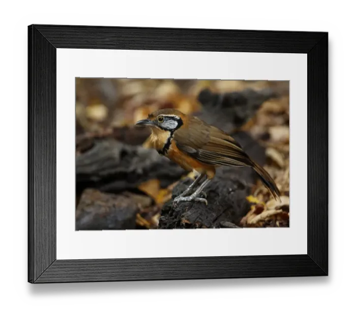 Framed Print : Greater Necklaced Laughingthrush (Garrulax pectoralis subfusus) adult, wet after bathing, standing on rotting log, Kaeng Krachan N. P. Thailand, january Framed Print : Greater Necklaced Laughingthrush (Garrulax pectoralis subfusus) adult, wet after bathing, standing on rotting log, Kaeng Krachan N. P. Thailand, january