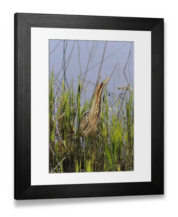 Framed Print : Great Bittern (Botaurus stellaris) adult, alert, standing still at edge of reedbed, Minsmere RSPB Reserve, Suffolk, England, april